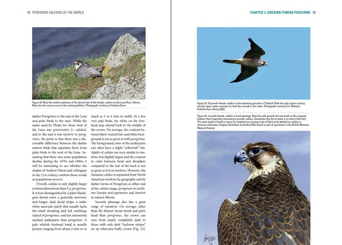 Peregrine Falcons of the World - White,C.M. 2013